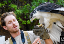falconry los angeles
