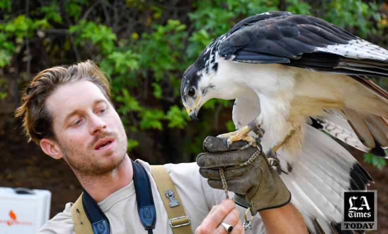 falconry los angeles
