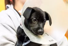 how to neuter a dog at home