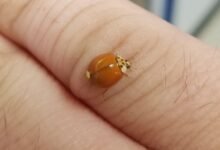 ladybug with no spots spiritual meaning