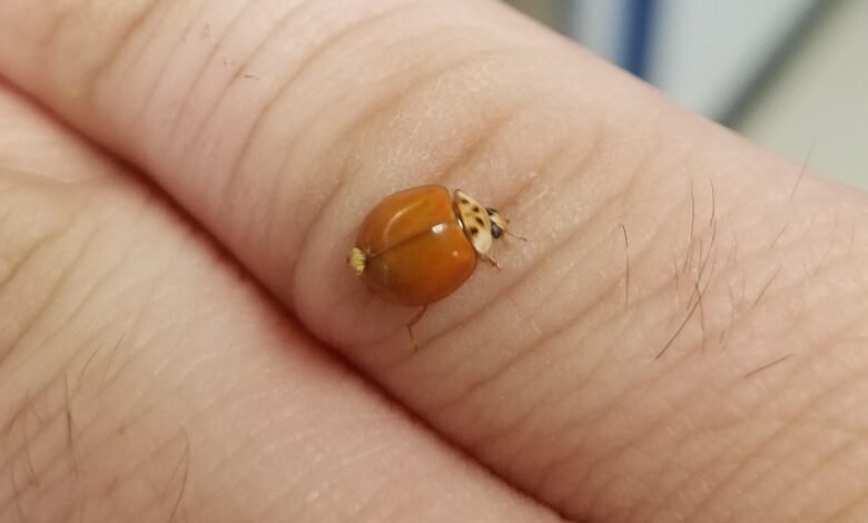 ladybug with no spots spiritual meaning